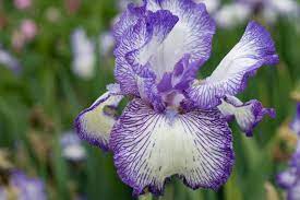 Iris Flower Varieties To Grow And How To Care For Them Iris Flowers Flower Meanings Iris Garden