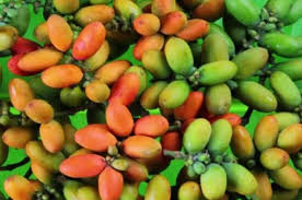 We did not find results for: Buahnya Bikin Asam Urat Siapa Sangka Kulit Melinjo Justru Bisa Sembuhkan Asam Urat Dan 9 Penyakit Kronis Lain Semua Halaman Sajian Sedap