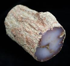 Petrified Wood Chalcedony From Nevada Petrified Wood Chalcedony Gems And Minerals