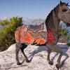 What's the best horse to pick? Https Encrypted Tbn0 Gstatic Com Images Q Tbn And9gcsgjaqbmcpqaholbaww Qr10bynnlfkwmnwqvqc0hitqtdwqp4h Usqp Cau