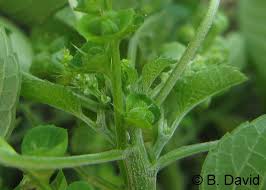 Image result for Acalypha lanceolata