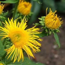 Image result for Inula