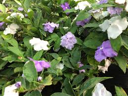 Easy to grow and maintain, with or without a green thumb. Brunfelsia Pauciflora Yesterday Today And Tomorrow Life Is A Garden