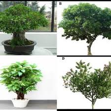 Michelia alba tree with over 100 blooming flowers. Pdf Predicting The Influence Of Subtropical Trees On Urban Wind Through Wind Tunnel Tests And Numerical Simulations