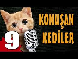 Konusan Kediler 9 En Komik Kedi Videolari Youtube