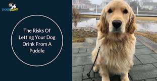 Dog diarrhea is fairly common. The Risks Of Letting Your Dog Drink From A Puddle Dogizone
