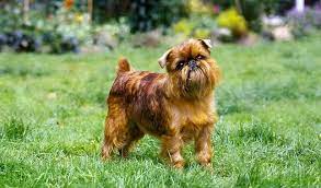 Brussels griffons are peppy and can be somewhat high strung but are very cheerful and companionable. Brussels Griffon