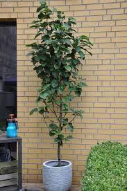 Magnolie Als Hochstamm Und Solitarpflanze Im Kubel Fur Die Terrasse Balkon Pflanzen Hochstammchen Bepflanzung