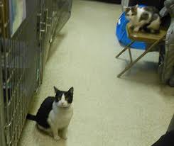 Select the offer you'd like to use. Cats Currently Waiting At The Catonsville Petsmart Catonsville Cats