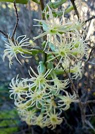 Image result for Holothrix longiflora