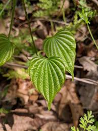 Image result for Dioscorea cotinifolia