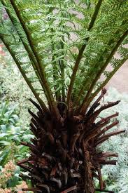 An australian tree fern doesn't do well in cold climates. What You Need To Know About Tree Ferns For A Cool Climate The Middle Sized Garden Gardening Blog