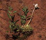 Image result for Barleria megalosiphon