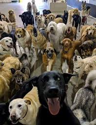 Preble County Ohio Lost and Found Pets