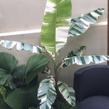 We did not find results for: Musa X Paradisiaca Ae Ae Banana Ae Ae In Gardentags Plant Encyclopedia