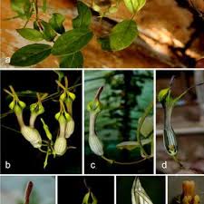 Image result for Ceropegia multiflora