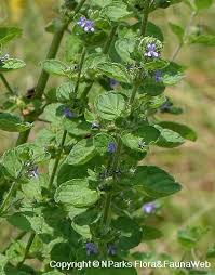 Image result for Mesosphaerum suaveolens