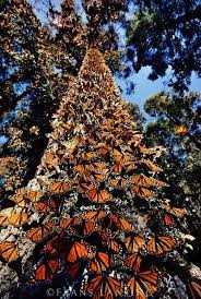 Monarch Butterflies On Tree Trunk Frans Lanting Stock Monarch Butterfly Mexico Beautiful Butterflies