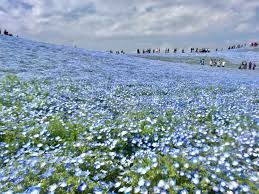 葛西 臨海 公園 ネモフィラ