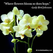 Orchid Flower Quotes Best Flower Wallpaper