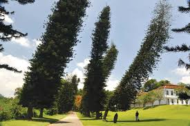 Learn about projects that use landscaping trees from the experts at hgtv. The Strange Cook Pine Trees That Always Lean Towards The Equator New Scientist
