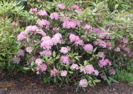 Carolina Rhododendron Rhododendron Minus Landscape Nursery Flowering Shrubs Rhododendron