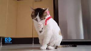 Funny Cats To Make Your Day Awesome Https Www Youtube Com Watch V Yyxbkq3rhbs Funny Cats Cats Funny