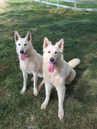 Check spelling or type a new query. The Great White German Shepherds