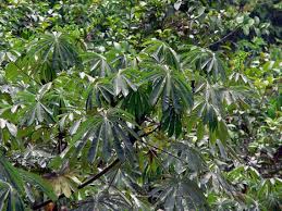 Image result for Musanga