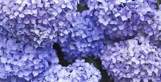 We did not find results for: Meaning Of The Color Purple