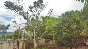 Check spelling or type a new query. Daus Redscarz Pokok Kristal Sarawak Mini Dusun Buah