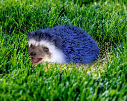 Sonic The Hedgehog On Twitter Without All Of The Pollution Around Hedgehogs Are Returning To Their Natural Color Nature Is Healing Https T Co Dubdfrxcwe Twitter