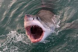 We would like to show you a description here but the site won't allow us. Scientists Show Electronic Technology Can Save People From Shark Bites