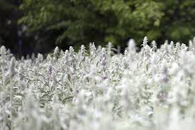 Giersch Mit Stauden Bekampfen So Geht Es Ganz Einfach In 2020 Unkraut Im Garten Europaletten Garten Giersch