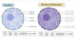 Nucleus Definition Structure Composition Functions Worksheet