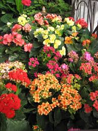 Begonias And Kalanchoes Plants Begonia Planters