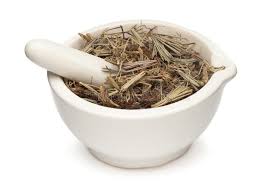 Image result for Actiniopteris radiata