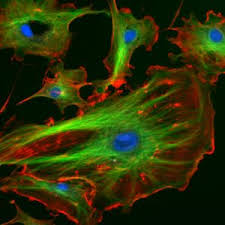 We did not find results for: Cytoskeleton Definition Structure And Functions Biology Dictionary