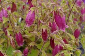 Campanula Punctata Cherry Bells Campanula Punctata Campanula Red Flowers