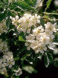 Le prunus lusitanica est un bel arbuste touffu au feuillage persistant, reconnaissable à ses feuilles vert sombre luisantes portées par des pétioles pourpres. Aubepine Epine Blanche Crataegus Monogyna Le Jardin Du Pic Vert