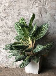 Dieffenbachia Dumb Cane Plant Facts Growing And Care Guide Green And Vibrant Dumb Cane Plant Plants Dieffenbachia Houseplant