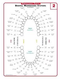 50 Uncommon Tooth Chart With Names