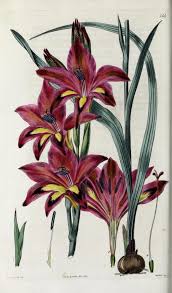 Image result for Gladiolus microspicatus