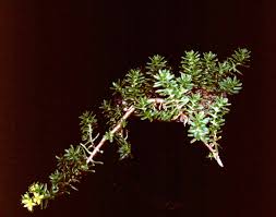 Image result for Sedum ruwenzoriense