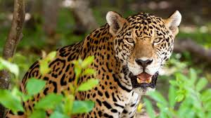 Map Of Life Putting Every Living Thing In Its Place Rainforest Animals Animals Wild Cats