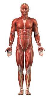 Its unlabeled, so that your practce better. Unlabeled Muscular System Koibana Info Human Body Anatomy Muscular System Body Anatomy