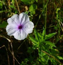 Image result for Ipomoea pes-tigridis