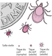 Fièvre pourprée des montagnes rocheuses. Fievre Pourpree Des Montagnes Rocheuses Maladies Infectieuses Edition Professionnelle Du Manuel Msd
