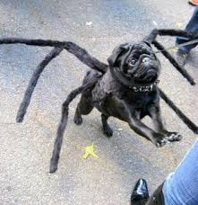 Black Pug Spider Costume Pugs Funny Pugs In Costume Dog Halloween Costumes