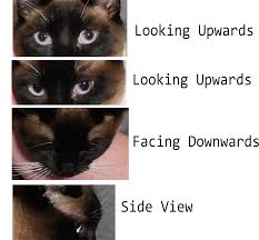 The greatly requested cat face video. A Helpful Guide To Eyes By Herodraws Clip Studio Tips